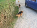 Foto_di_Fausto_Dellapiana_NC_Verdello0034.jpg
