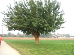 Foto_di_Fausto_Dellapiana_NC_Verdello0035.jpg
