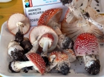 Immagine_031.jpg