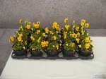 OttoMarzo_foto_di_Fausto_Dellapiana_0058.jpg