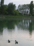 cot_08_051.jpg