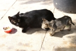 dsc02138.jpg