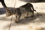 dsc02139.jpg