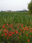 spv_08_041.jpg