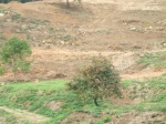 Foto_di_Fausto_Dellapiana_30a_Teremotata0099.jpg