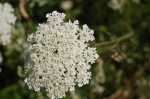 DSC_8382.jpg