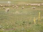 Ultramarathon_GranSasso_071.jpg