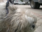 Filename=CIMG0287.jpg
Filesize=172KiB
Dimensions=1000x750
Date added=Aug 31, 2008 CIMG0287.jpg