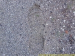 translaval-023.jpg