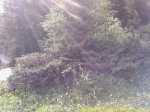 translaval-100.jpg