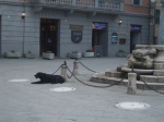 strasimeno_026.jpg