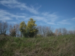 strasimeno_080.jpg