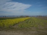 strasimeno_092.jpg