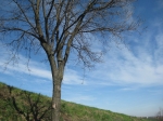 IMG_5461.jpg