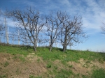 IMG_5479.jpg