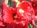 CIMG0465.jpg