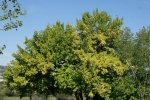 DSC02038.jpg