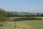 DSC02041.jpg