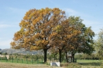 DSC02046.jpg