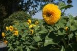 DSC02053.jpg