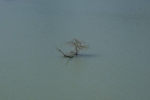 DSC02075.jpg