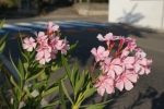 DSC01215.jpg
