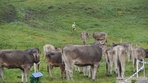 DSC_4241.jpg