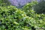 bianello-190511_morselli_026.JPG