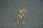 DSC04200.JPG