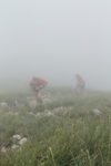 20120513_CORNIZZOLOVERTICAL_335.jpg