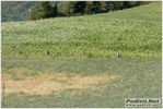 carpineti_22_07_2012_stefano_morselli_0252.JPG